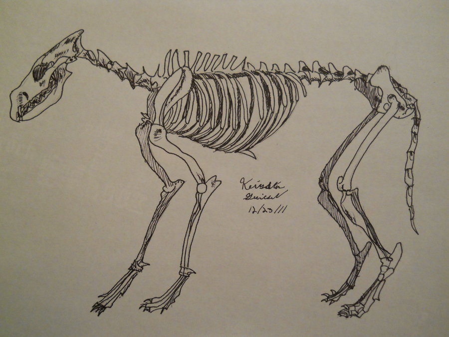 Wolf Skeleton Drawing at Explore collection of