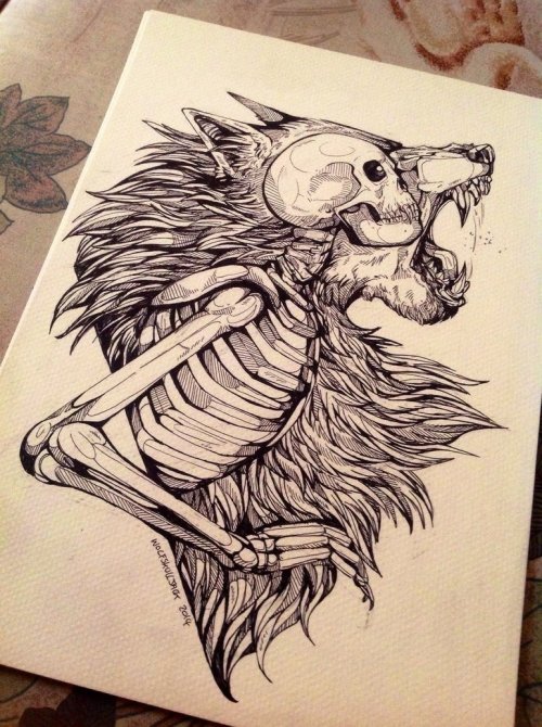 Wolf Skeleton Drawing at Explore collection of