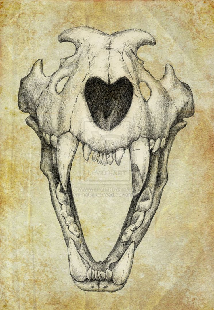 744x1075 lion skull drawing lion skull skeleton wolf skull, animal - Wolf Skull Drawing