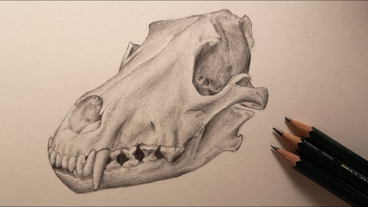 1280x720 Speed Drawing - Wolf Skull Drawing