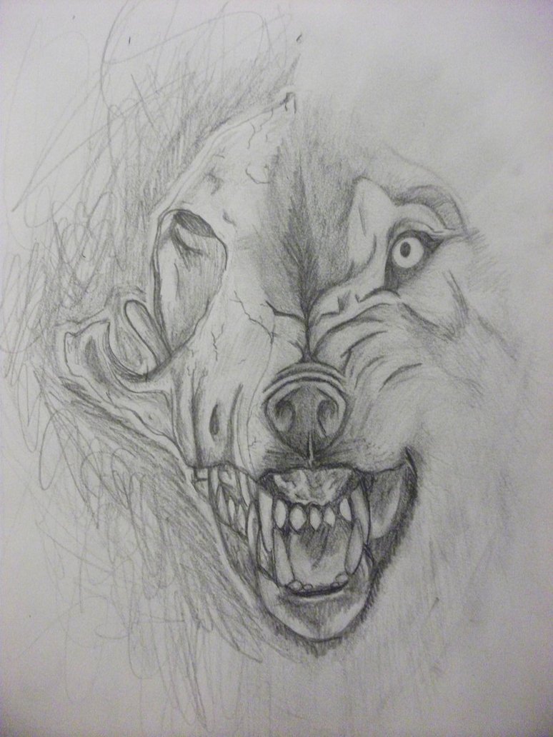 774x1032 Wolf Skull Front Drawing - Wolf Skull Drawing