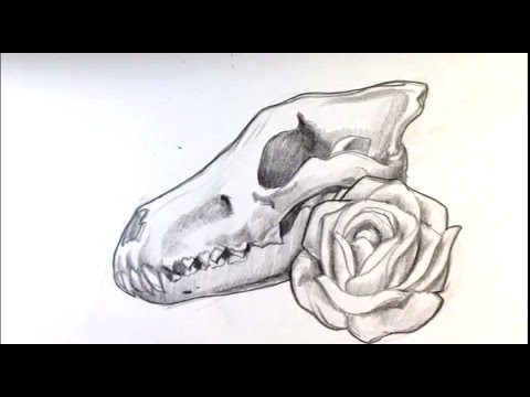 480x360 Amazing Drawing A Wolf Skull And Rose Tattoo - Wolf Skull Drawing