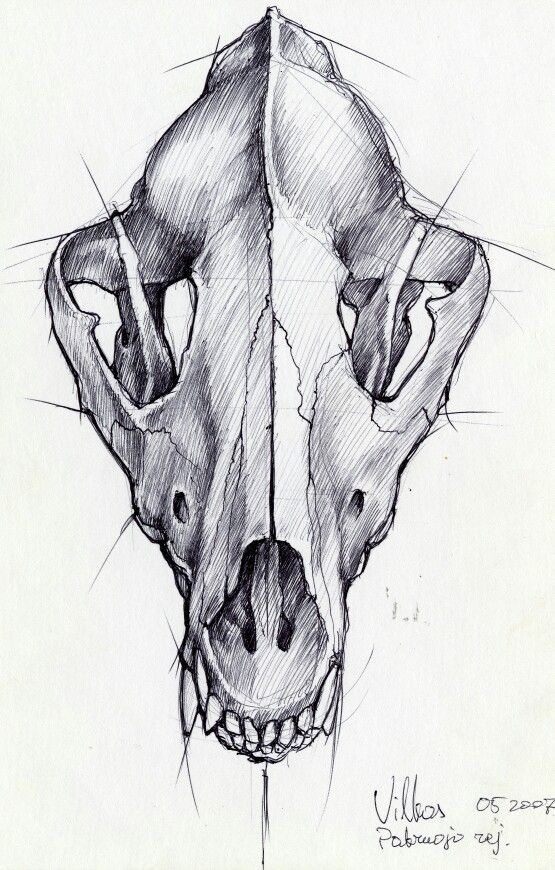 555x870 Wolf Skull To Use As Content For Tattoo To Do Wolf Skull - Wolf Skull Drawing