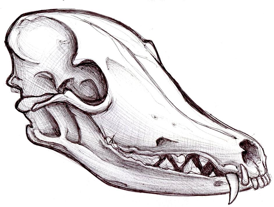 Wolf Skull Drawing at Explore collection of Wolf