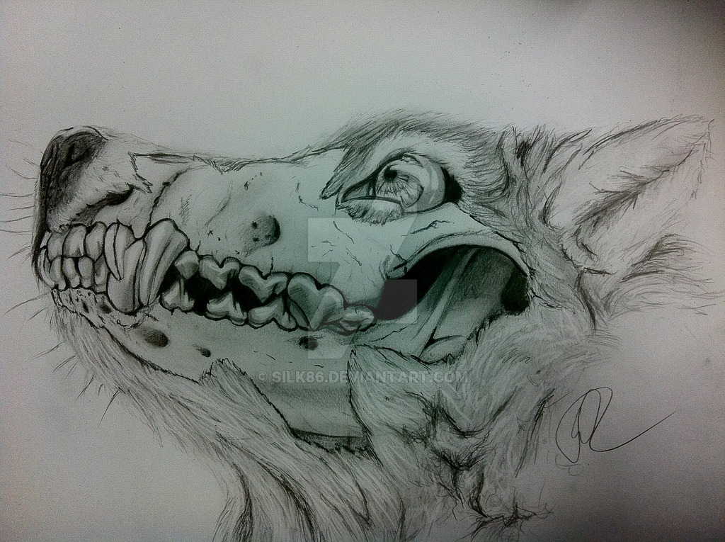 1024x765 Wolf Skull - Wolf Skull Drawing