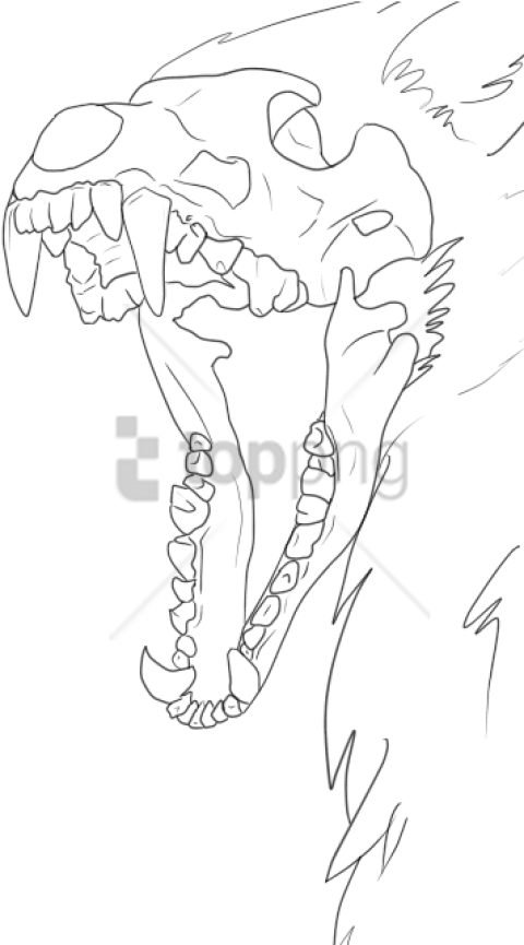 480x865 Wolf Skull Drawing Base Png Image With Transparent Background Toppng - Wolf Skull Drawing