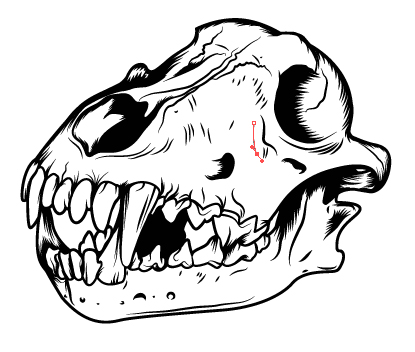415x352 How To Create A Three Color Wolf Skull In Illustrator - Wolf Skull Drawing