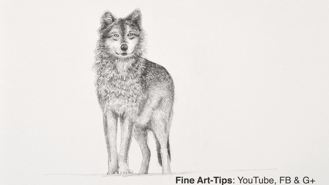 1280x720 How To Draw A Wolf With Pencil - Wolf Standing Drawing