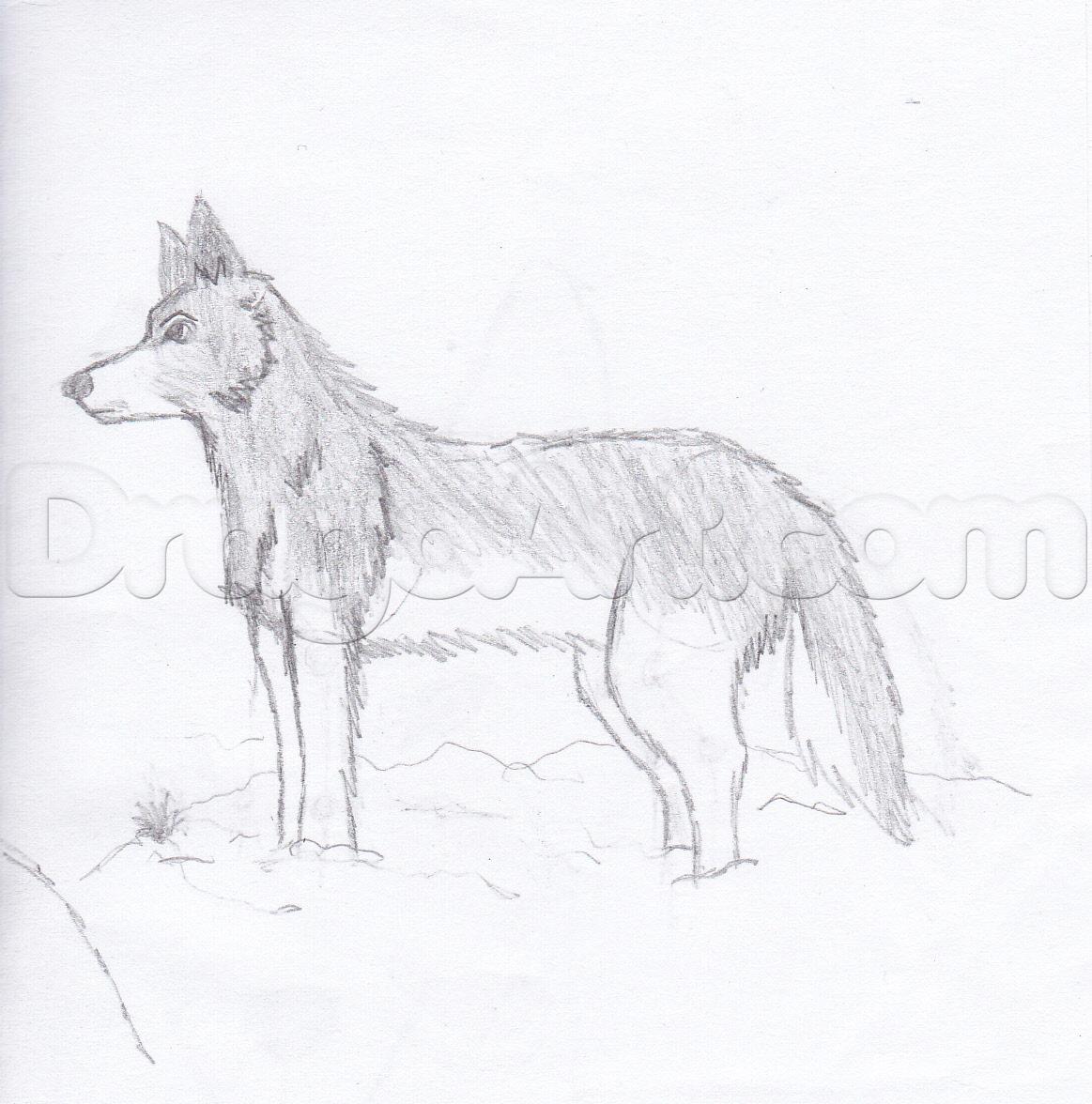 1163x1176 How To Draw A Wolf, Step - Wolf Standing Drawing