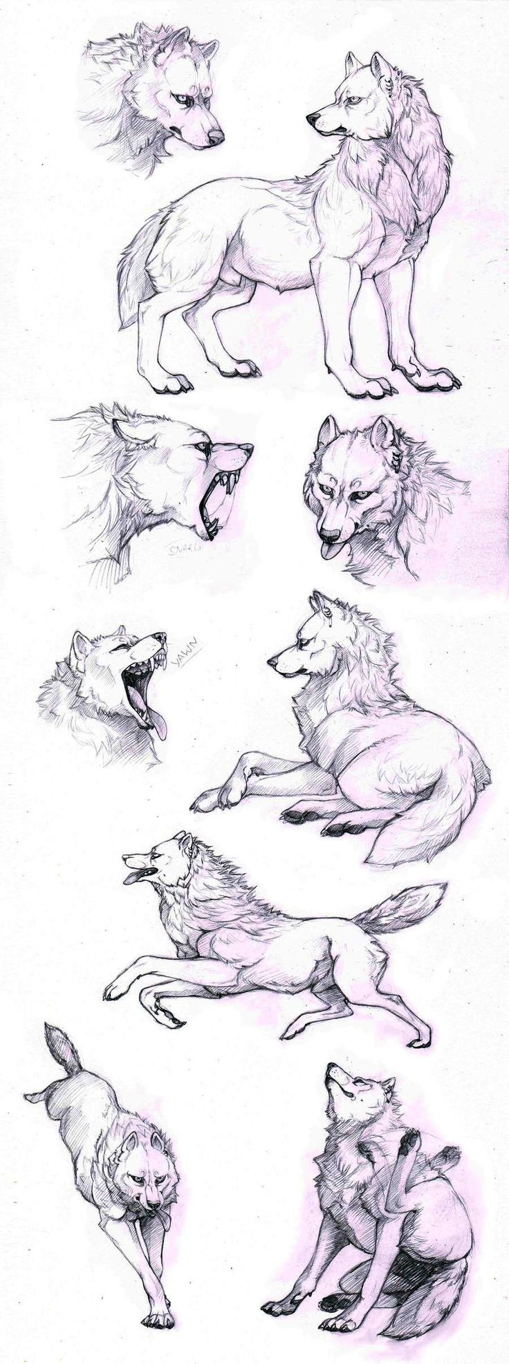 736x1973 How To Draw A Wolf - Wolf Standing Drawing