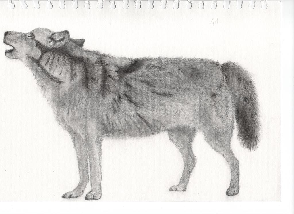 1024x744 Sketch - Wolf Standing Drawing