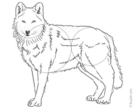 550x450 Step - Wolf Standing Drawing