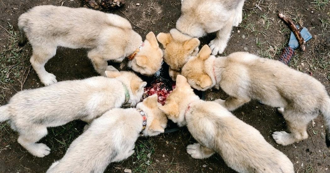 1050x550 Wolf On Two Legs - Wolf Standing Drawing