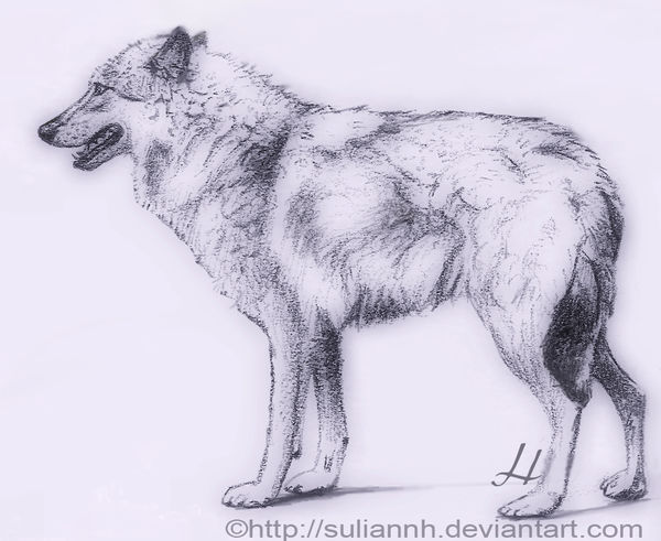 600x491 Wolf Standing - Wolf Standing Drawing