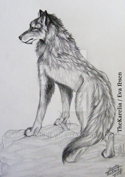 Wolf Standing Drawing at PaintingValley.com | Explore collection of ...