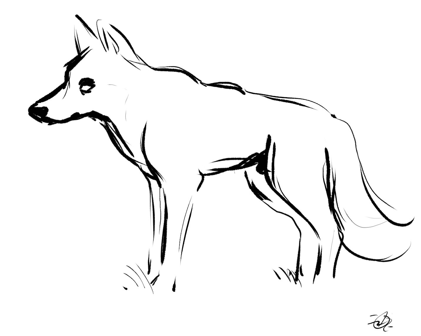 1431x1145 Wolf - Wolf Standing Drawing
