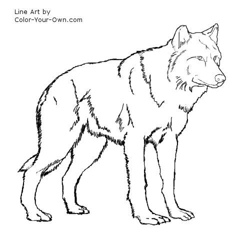 500x500 Wolf Coloring Pages For Kids Wolf Standing Coloring - Wolf Standing Drawing