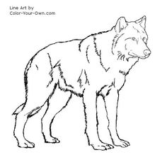 236x236 Wolf Pictures To Print And To Color Printable Roblox Wolf - Wolf Standing Drawing