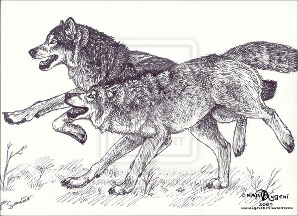600x436 Wolf Standing Drawing - Wolf Standing Drawing