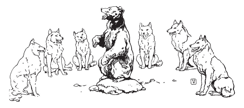1000x445 A Bear Standing On Rock In The Middle And Singing, And Wolves - Wolf Standing Drawing