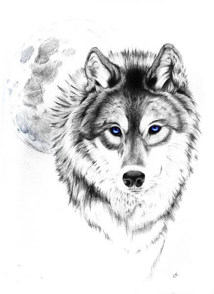 437x600 Wolf Tattoo Designs - Wolf Tattoo Drawing
