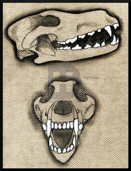 552x720 how to draw a growling wolf, step - Wolf Teeth Drawing