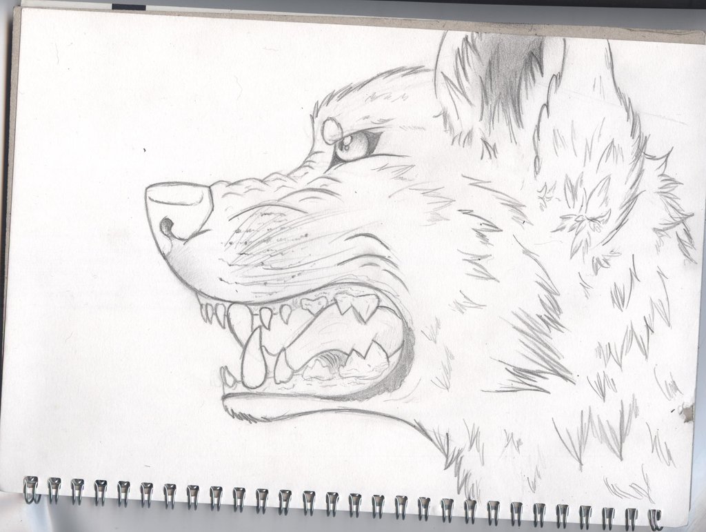 Wolf Teeth Drawing at Explore collection of Wolf