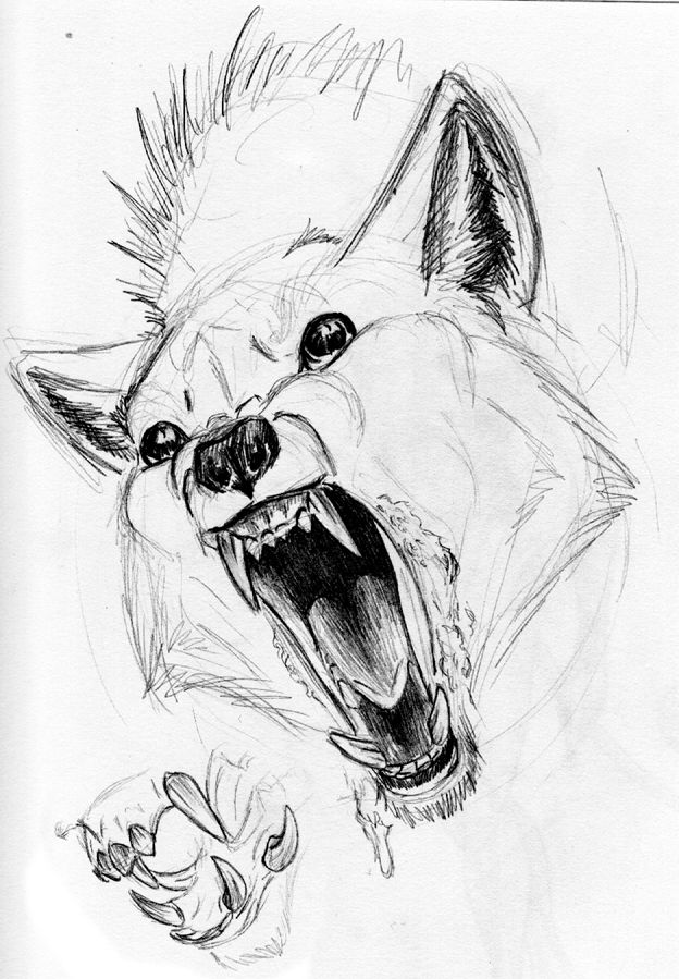 624x899 scary wolf drawings scary wolf teeth etc - Wolf Teeth Drawing