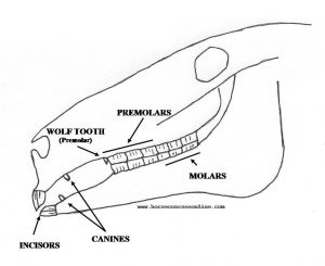 300x245 canine or wolf teeth ride magazine - Wolf Teeth Drawing
