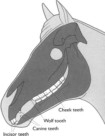 350x453 canines and wolf teeth know the difference the equine report - Wolf Teeth Drawing