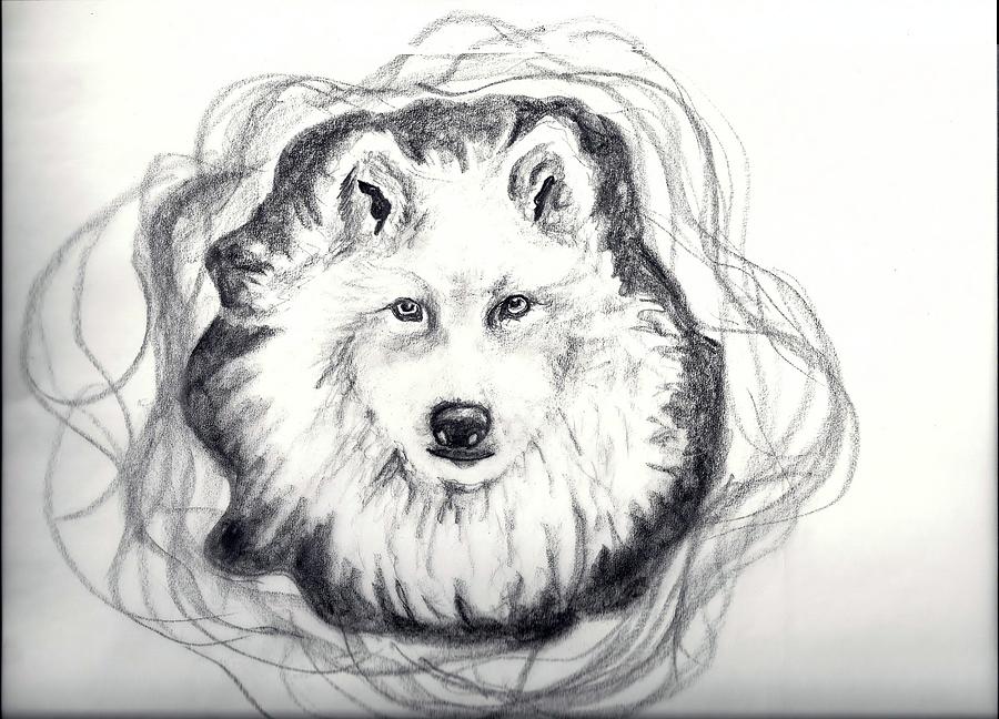 900x648 Wolf Totem Drawing - Wolf Totem Drawing