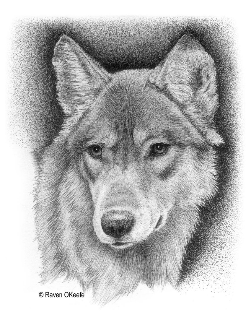 Wolf Totem Pole Drawing at Explore collection of