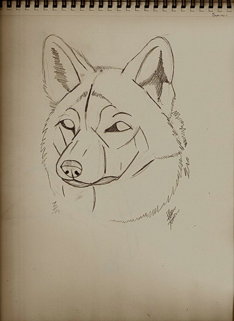 745x1024 Guides To Drawing Wolves Steps - Wolfs Drawings