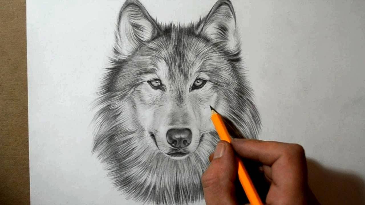1280x720 How To Draw A Wolf - Wolfs Drawings