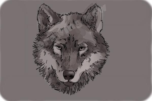 600x400 How To Draw A Wolf Face - Wolfs Drawings