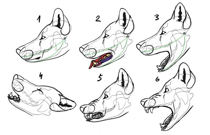 688x442 how to draw a wolf head and shoulders, knees and paws - Wolfs Drawings