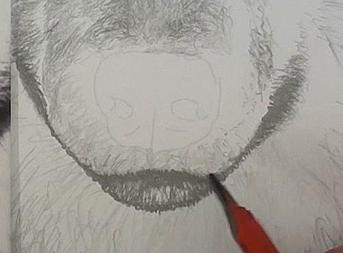 500x369 How To Draw A Wolf In Pencil Online Art Lessons - Wolfs Drawings