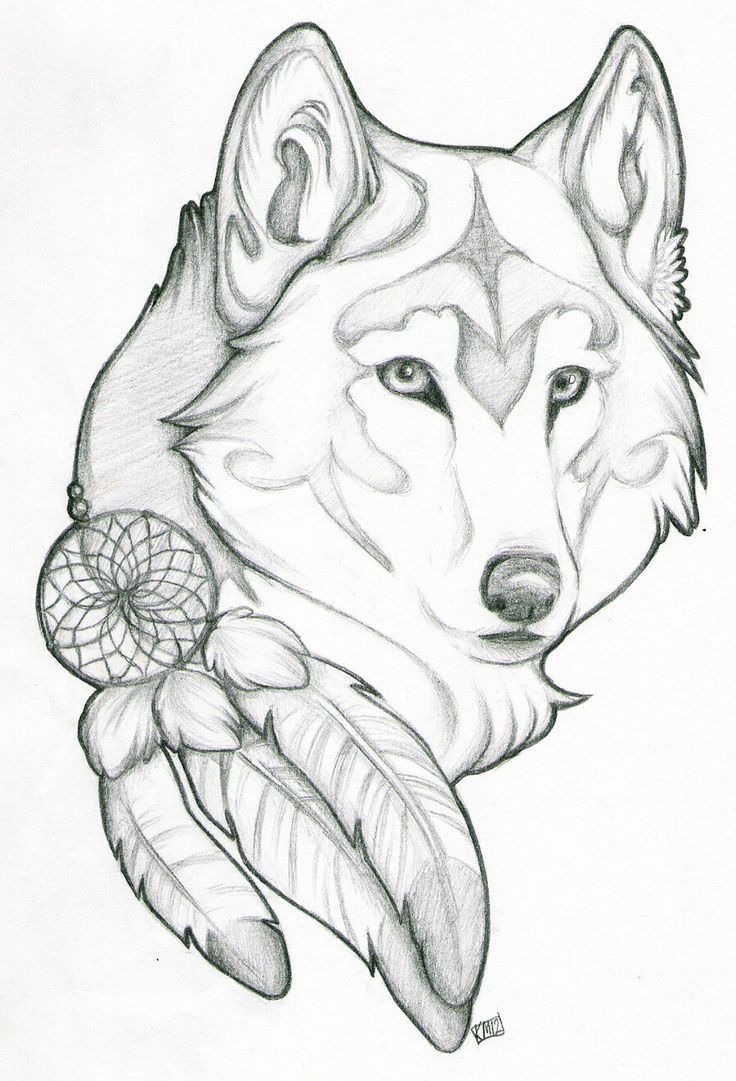 736x1081 Wolf Drawing - Wolfs Drawings