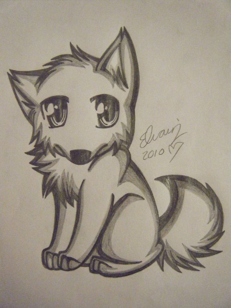 736x981 Wolf Drawing - Wolfs Drawings