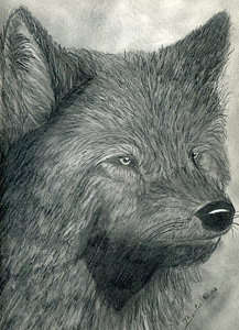 217x300 Wolfs Drawings - Wolfs Drawings