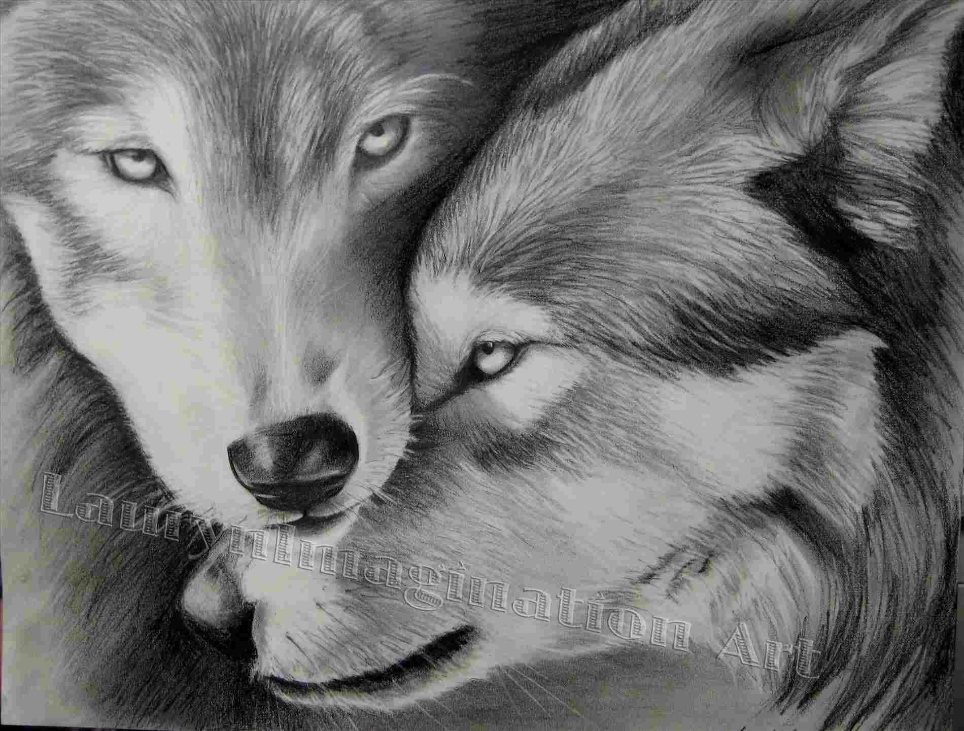 1900x1441 Of Wolfs Pencil Wolves How To Draw A Wolf Head Rhdrawingslycom - Wolfs Drawings