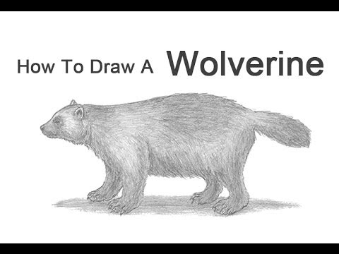 480x360 how to draw a wolverine - Wolverine Animal Drawing