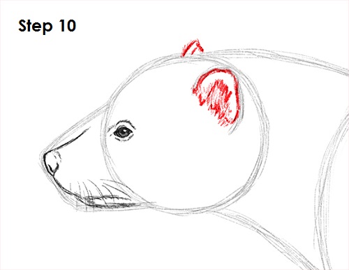 500x386 how to draw a wolverine - Wolverine Animal Drawing