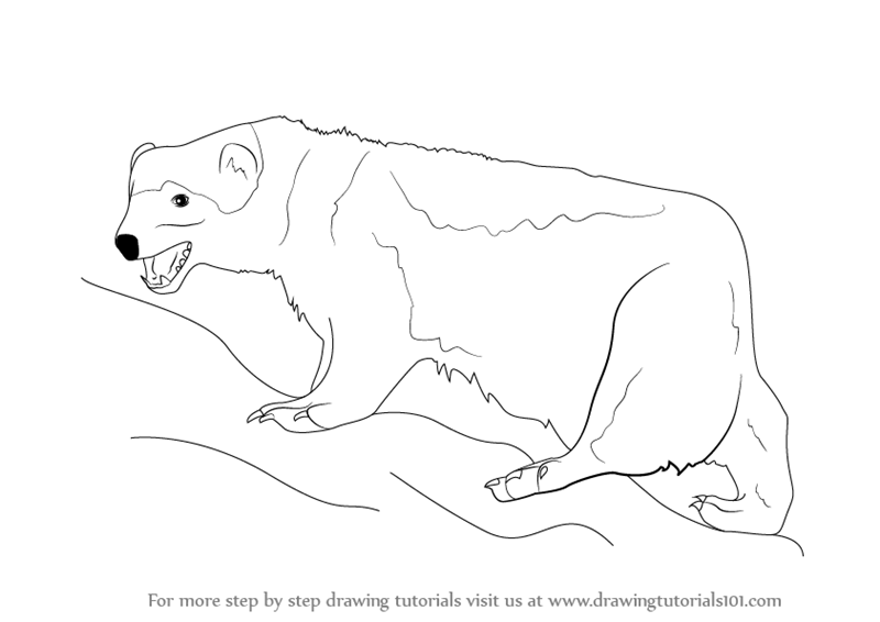 800x566 learn how to draw a wolverine - Wolverine Animal Drawing