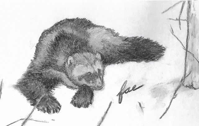 641x408 my artwork wolverine - Wolverine Animal Drawing