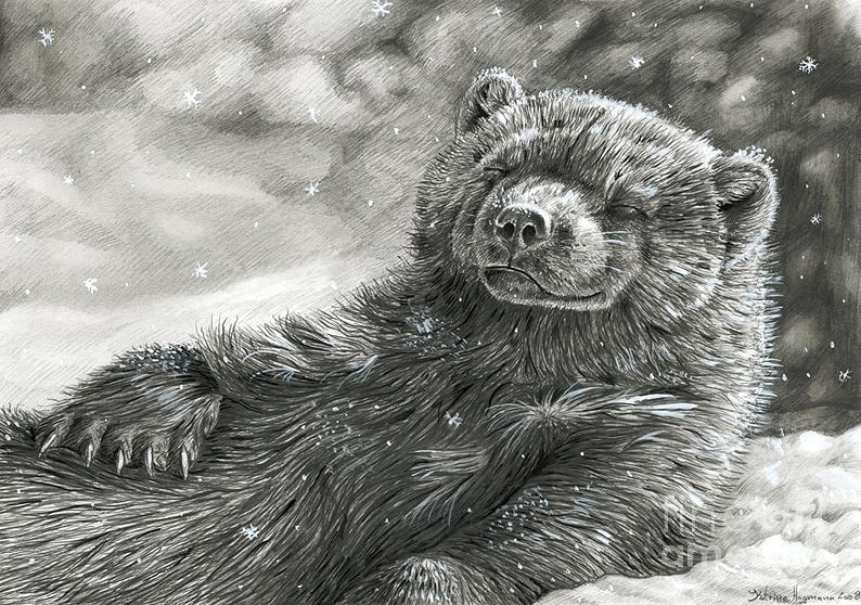 794x558 relaxed wolverine drawing - Wolverine Animal Drawing
