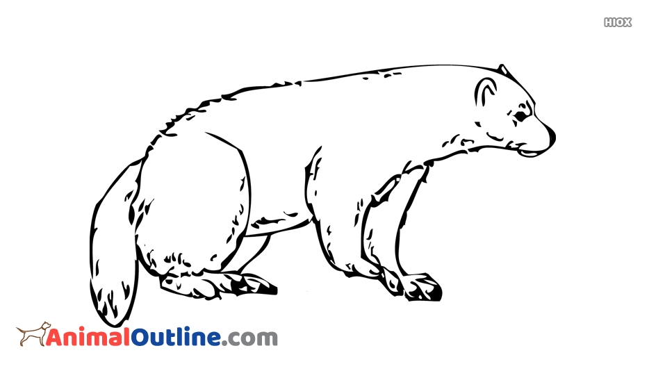 40+ Best Collections Simple Wolverine Animal Drawing | The Campbells