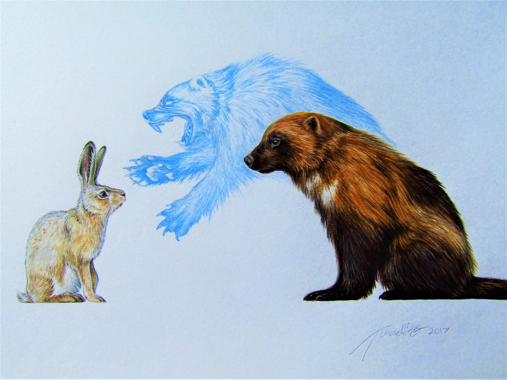 1024x768 the world's newest photos of drawing and wolverine - Wolverine Animal Drawing