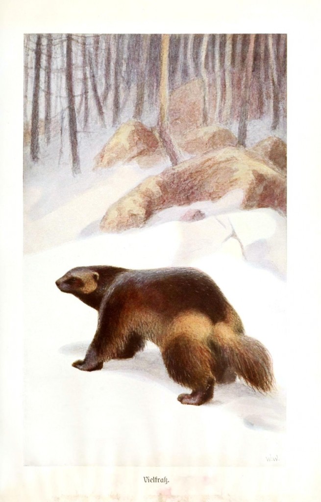 Wolverine Animal Drawing at Explore collection of