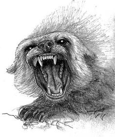 236x281 afbeeldingsresultaat voor wolverine animal alaska animals - Wolverine Animal Drawing